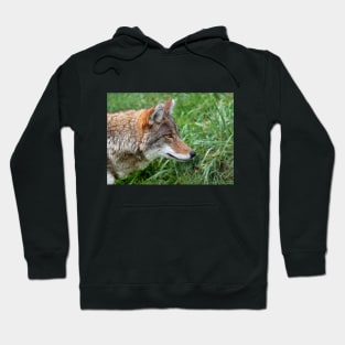 Intensity - Coyote Hoodie